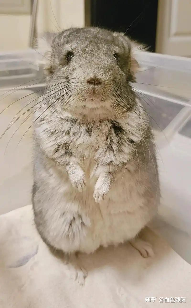 龍貓有先天性疾病最怕三個東西【龍貓先天性疾病防護指南】