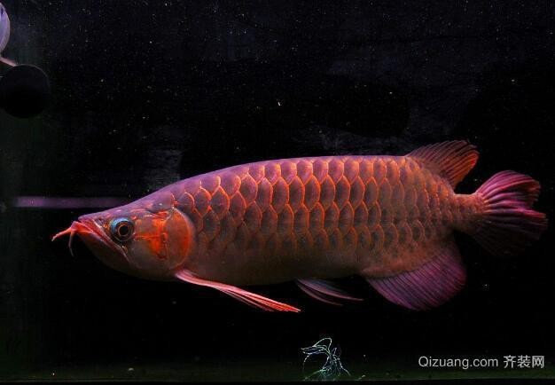 龍頭魚與哪些生肖搭配最不和諧？【探討龍頭魚與哪些生肖搭配最不和諧時需從生肖特性、五行相克及傳統風水學說等角度綜合分析】