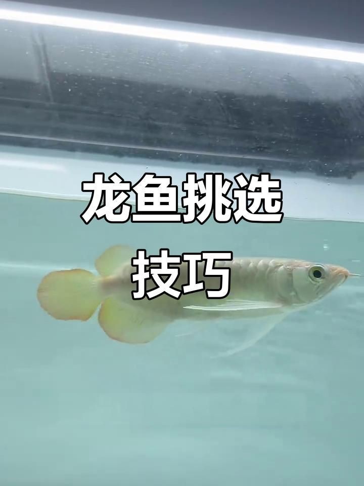 如何挑選高質量的金龍魚幼苗？【探秘馬來西亞金龍魚種魚的挑選過程】
