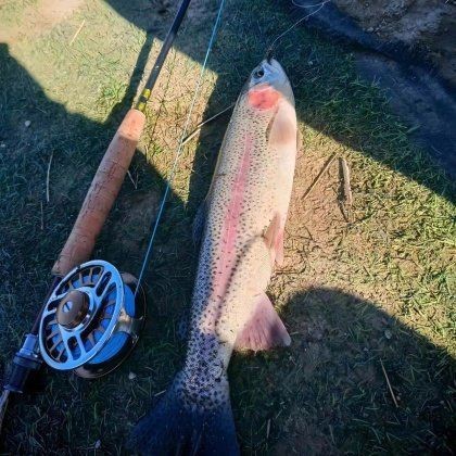 虹鱒2025價目表【2017年虹鱒魚批發價格走勢分析】