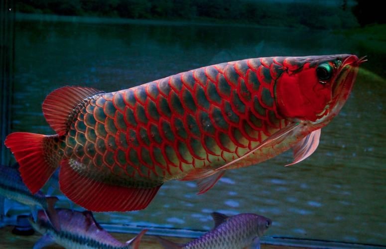 龍魚配魚有哪些有圖【養魚老道，龍魚和什么魚混養比較合適】