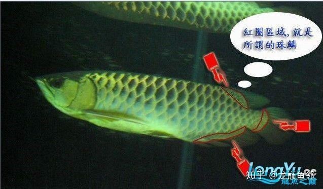 金龍魚五排全亮是過背嗎【“金龍魚五排全亮是過背嗎”涉及的是金龍魚品相判斷專業問題】