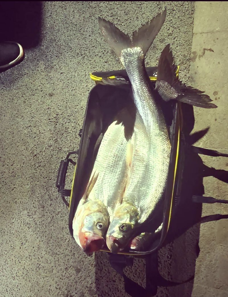 翹嘴幾月份開口最猛【翹嘴魚全年最佳垂釣時間與技巧全攻略】 翹嘴幾月份開口最猛【翹嘴魚全年最佳垂釣時間與技巧全攻略】 龍魚論壇 第2張