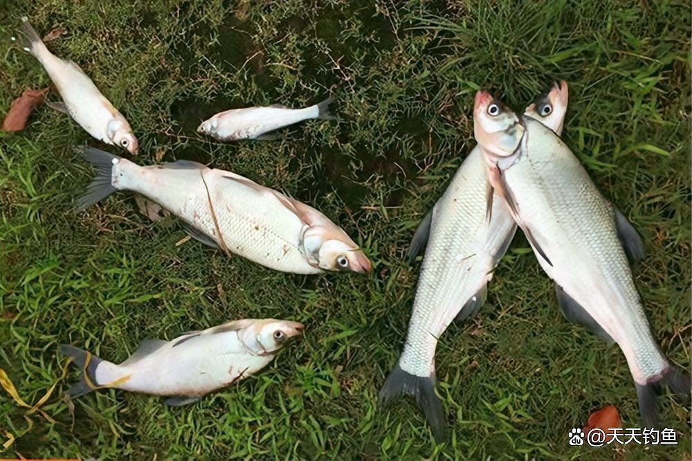 翹嘴幾月份開口最猛【翹嘴魚全年最佳垂釣時間與技巧全攻略】 翹嘴幾月份開口最猛【翹嘴魚全年最佳垂釣時間與技巧全攻略】 龍魚論壇 第3張