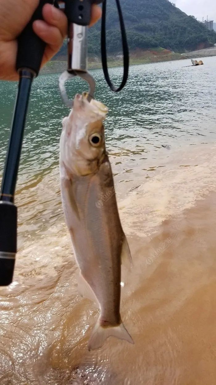 翹嘴幾月份開口最猛【翹嘴魚全年最佳垂釣時間與技巧全攻略】 翹嘴幾月份開口最猛【翹嘴魚全年最佳垂釣時間與技巧全攻略】 龍魚論壇 第6張