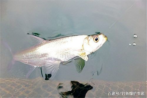 翹嘴幾月份開口最猛【翹嘴魚全年最佳垂釣時間與技巧全攻略】 翹嘴幾月份開口最猛【翹嘴魚全年最佳垂釣時間與技巧全攻略】 龍魚論壇 第7張