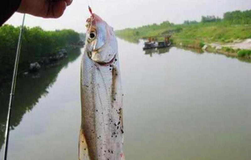 翹嘴幾月份開口最猛【翹嘴魚全年最佳垂釣時間與技巧全攻略】 翹嘴幾月份開口最猛【翹嘴魚全年最佳垂釣時間與技巧全攻略】 龍魚論壇 第9張