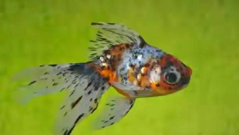 龍魚老頭魚有哪些特征？【《龍魚老頭魚的特征》】