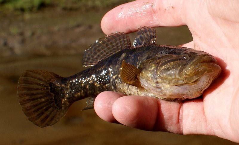 龍魚老頭魚有哪些特征？【《龍魚老頭魚的特征》】