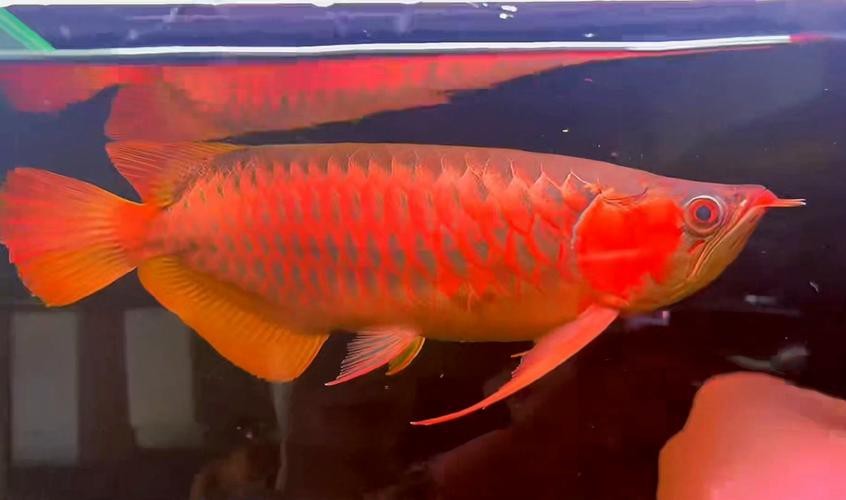 給我一些大湖紅龍魚的高清圖片【大湖紅龍魚的一段】 給我一些大湖紅龍魚的高清圖片【大湖紅龍魚的一段】 龍魚論壇 第6張