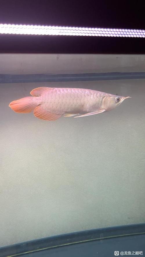 給我一些大湖紅龍魚的高清圖片【大湖紅龍魚的一段】 給我一些大湖紅龍魚的高清圖片【大湖紅龍魚的一段】 龍魚論壇 第15張