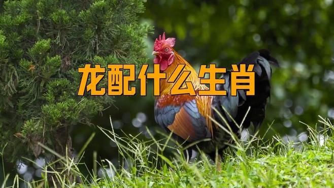 龍魚最配的屬相【屬龍的養什么魚旺財聚財с龍配什么魚旺財聚財с】