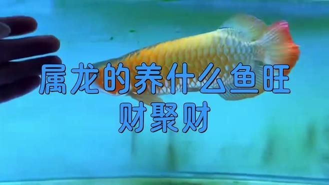 龍魚最配的屬相【屬龍的養什么魚旺財聚財с龍配什么魚旺財聚財с】