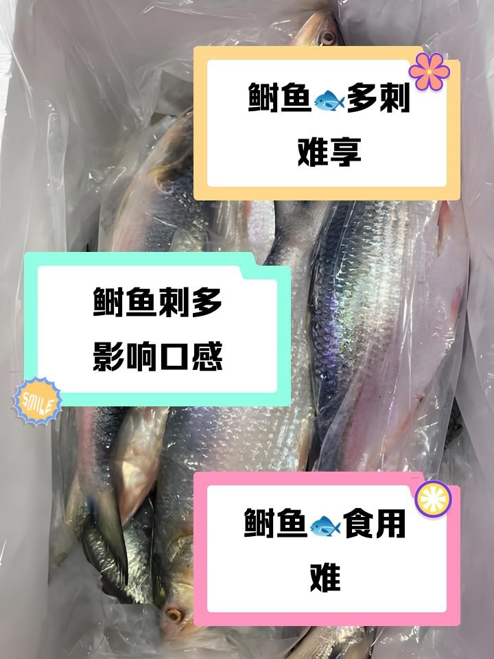 鰣魚為何盡量少吃【\