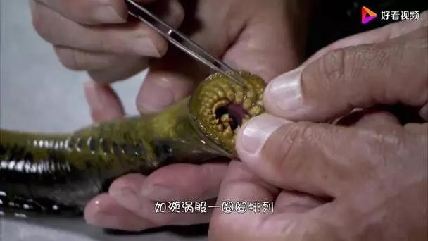 帶僵尸牙的魚(yú)圖片【“帶僵尸牙的魚(yú)”圖片引發(fā)眾多猜測(cè)】 帶僵尸牙的魚(yú)圖片【“帶僵尸牙的魚(yú)”圖片引發(fā)眾多猜測(cè)】 龍魚(yú)論壇 第1張