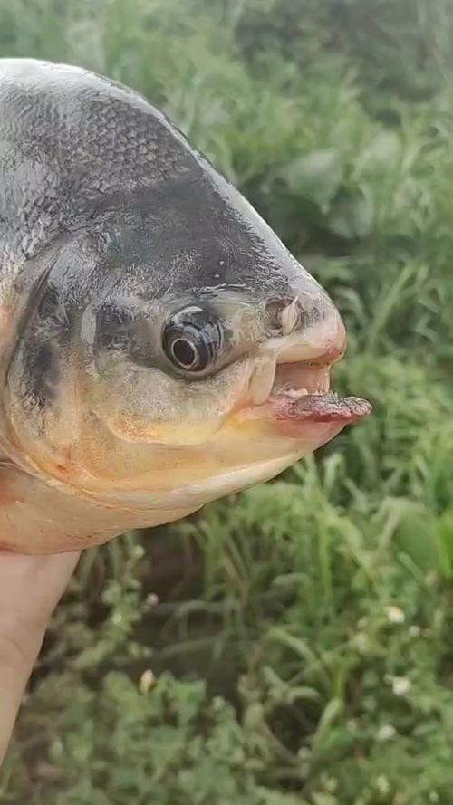帶僵尸牙的魚(yú)圖片【“帶僵尸牙的魚(yú)”圖片引發(fā)眾多猜測(cè)】 帶僵尸牙的魚(yú)圖片【“帶僵尸牙的魚(yú)”圖片引發(fā)眾多猜測(cè)】 龍魚(yú)論壇 第6張