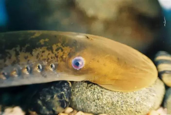 帶僵尸牙的魚(yú)圖片【“帶僵尸牙的魚(yú)”圖片引發(fā)眾多猜測(cè)】 帶僵尸牙的魚(yú)圖片【“帶僵尸牙的魚(yú)”圖片引發(fā)眾多猜測(cè)】 龍魚(yú)論壇 第3張
