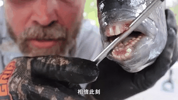 帶僵尸牙的魚(yú)圖片【“帶僵尸牙的魚(yú)”圖片引發(fā)眾多猜測(cè)】 帶僵尸牙的魚(yú)圖片【“帶僵尸牙的魚(yú)”圖片引發(fā)眾多猜測(cè)】 龍魚(yú)論壇 第4張
