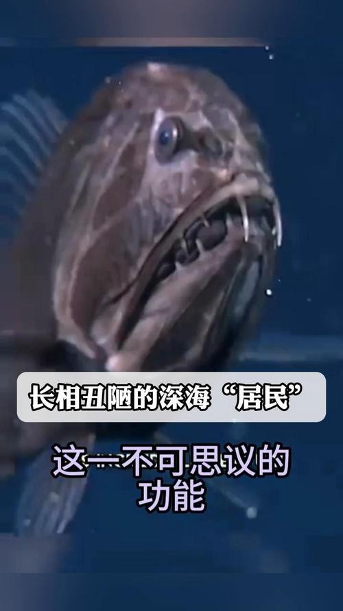 帶僵尸牙的魚(yú)圖片【“帶僵尸牙的魚(yú)”圖片引發(fā)眾多猜測(cè)】 帶僵尸牙的魚(yú)圖片【“帶僵尸牙的魚(yú)”圖片引發(fā)眾多猜測(cè)】 龍魚(yú)論壇 第5張
