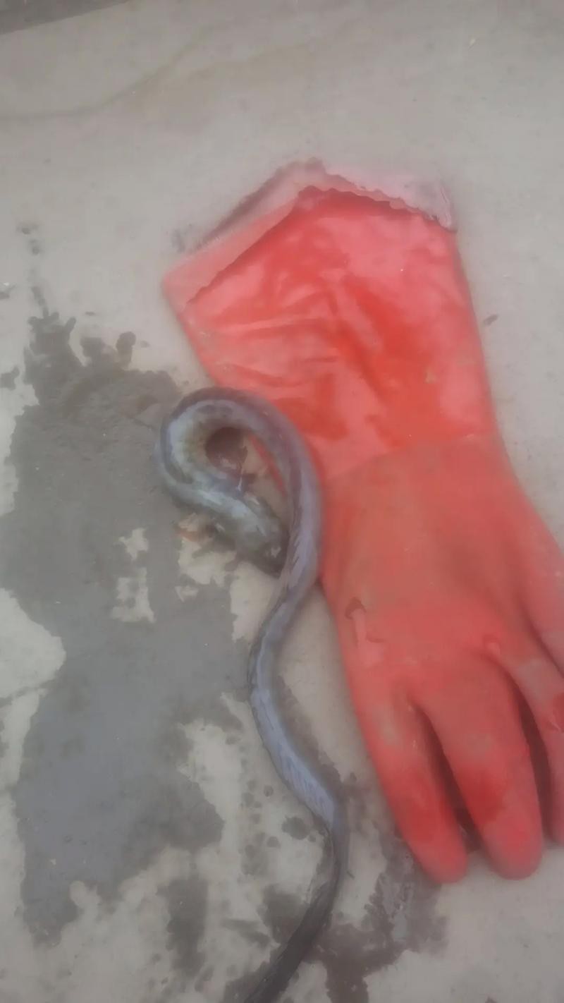 帶僵尸牙的魚(yú)圖片【“帶僵尸牙的魚(yú)”圖片引發(fā)眾多猜測(cè)】 帶僵尸牙的魚(yú)圖片【“帶僵尸牙的魚(yú)”圖片引發(fā)眾多猜測(cè)】 龍魚(yú)論壇 第8張