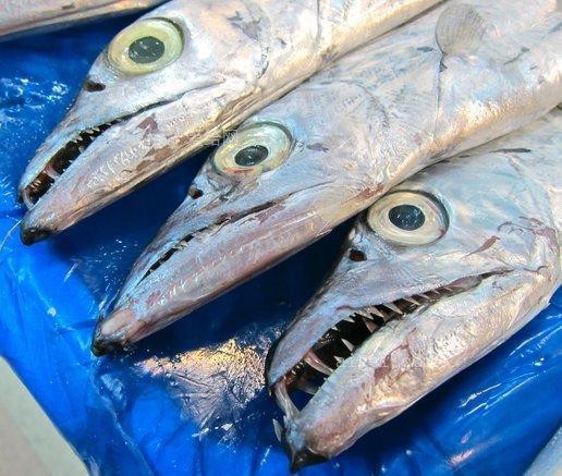 帶僵尸牙的魚(yú)圖片【“帶僵尸牙的魚(yú)”圖片引發(fā)眾多猜測(cè)】 帶僵尸牙的魚(yú)圖片【“帶僵尸牙的魚(yú)”圖片引發(fā)眾多猜測(cè)】 龍魚(yú)論壇 第10張