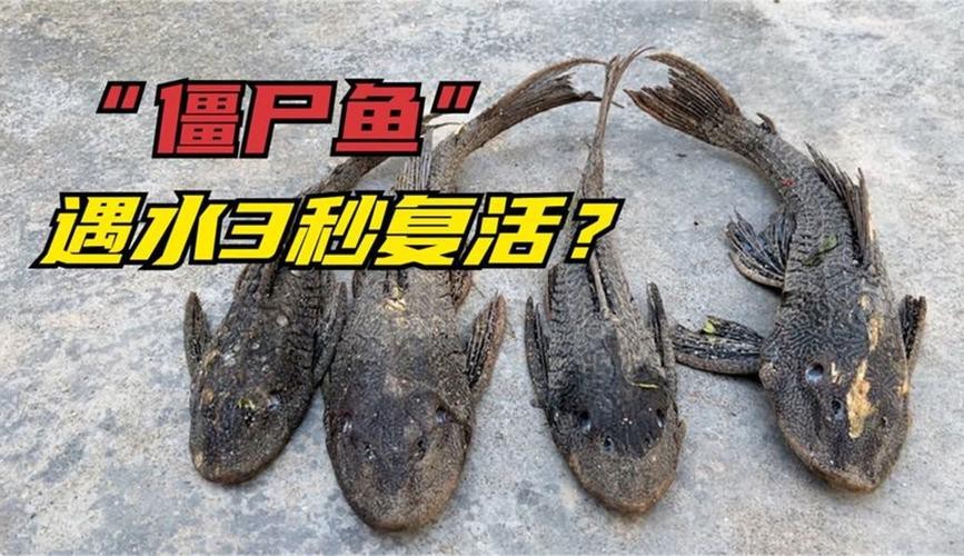 帶僵尸牙的魚(yú)圖片【“帶僵尸牙的魚(yú)”圖片引發(fā)眾多猜測(cè)】 帶僵尸牙的魚(yú)圖片【“帶僵尸牙的魚(yú)”圖片引發(fā)眾多猜測(cè)】 龍魚(yú)論壇 第12張
