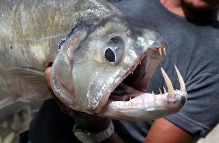 帶僵尸牙的魚(yú)圖片【“帶僵尸牙的魚(yú)”圖片引發(fā)眾多猜測(cè)】 帶僵尸牙的魚(yú)圖片【“帶僵尸牙的魚(yú)”圖片引發(fā)眾多猜測(cè)】 龍魚(yú)論壇 第15張