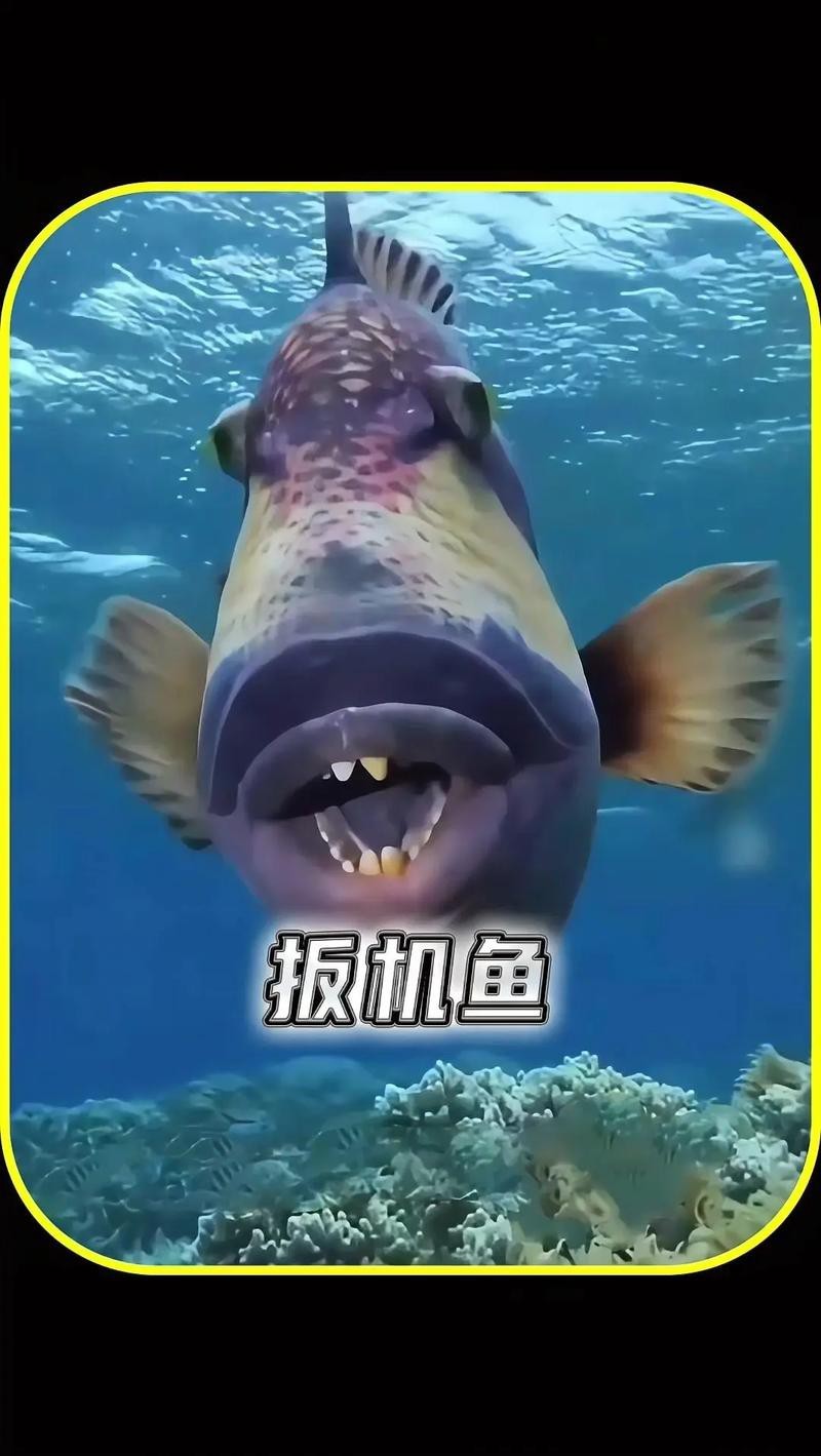帶僵尸牙的魚(yú)圖片【“帶僵尸牙的魚(yú)”圖片引發(fā)眾多猜測(cè)】 帶僵尸牙的魚(yú)圖片【“帶僵尸牙的魚(yú)”圖片引發(fā)眾多猜測(cè)】 龍魚(yú)論壇 第13張
