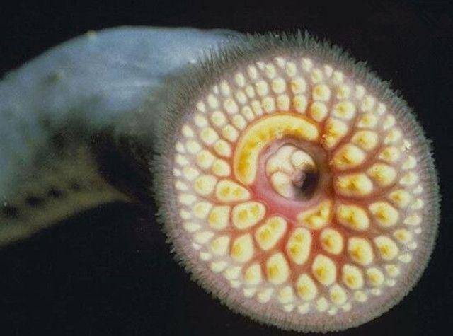帶僵尸牙的魚(yú)圖片【“帶僵尸牙的魚(yú)”圖片引發(fā)眾多猜測(cè)】 帶僵尸牙的魚(yú)圖片【“帶僵尸牙的魚(yú)”圖片引發(fā)眾多猜測(cè)】 龍魚(yú)論壇 第16張