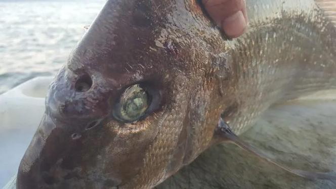 帶僵尸牙的魚(yú)圖片【“帶僵尸牙的魚(yú)”圖片引發(fā)眾多猜測(cè)】 帶僵尸牙的魚(yú)圖片【“帶僵尸牙的魚(yú)”圖片引發(fā)眾多猜測(cè)】 龍魚(yú)論壇 第18張