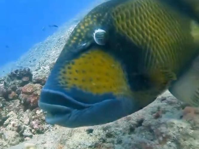 帶僵尸牙的魚(yú)圖片【“帶僵尸牙的魚(yú)”圖片引發(fā)眾多猜測(cè)】 帶僵尸牙的魚(yú)圖片【“帶僵尸牙的魚(yú)”圖片引發(fā)眾多猜測(cè)】 龍魚(yú)論壇 第19張