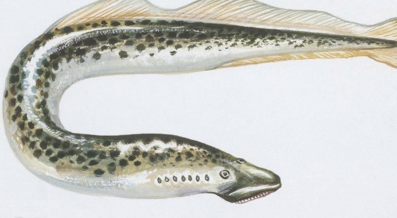 帶僵尸牙的魚(yú)圖片【“帶僵尸牙的魚(yú)”圖片引發(fā)眾多猜測(cè)】 帶僵尸牙的魚(yú)圖片【“帶僵尸牙的魚(yú)”圖片引發(fā)眾多猜測(cè)】 龍魚(yú)論壇 第17張