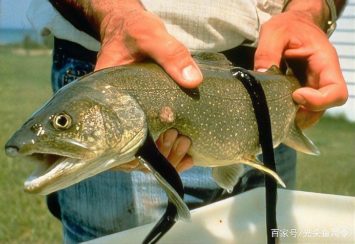 帶僵尸牙的魚(yú)圖片【“帶僵尸牙的魚(yú)”圖片引發(fā)眾多猜測(cè)】 帶僵尸牙的魚(yú)圖片【“帶僵尸牙的魚(yú)”圖片引發(fā)眾多猜測(cè)】 龍魚(yú)論壇 第24張