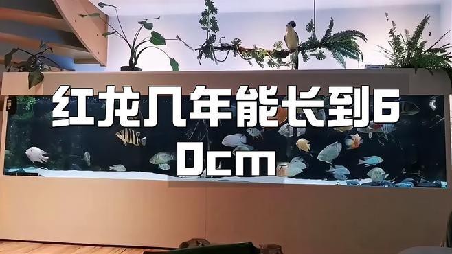 紅龍魚苗多久會長大到成魚？【紅龍魚發(fā)色大揭秘賣藝的老青年】