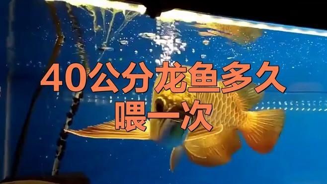 40公分過背金龍魚飼養注意事項【40公分過背金龍魚飼養需謹慎對待魚缸要足夠大】 40公分過背金龍魚飼養注意事項【40公分過背金龍魚飼養需謹慎對待魚缸要足夠大】 龍魚百科 第1張
