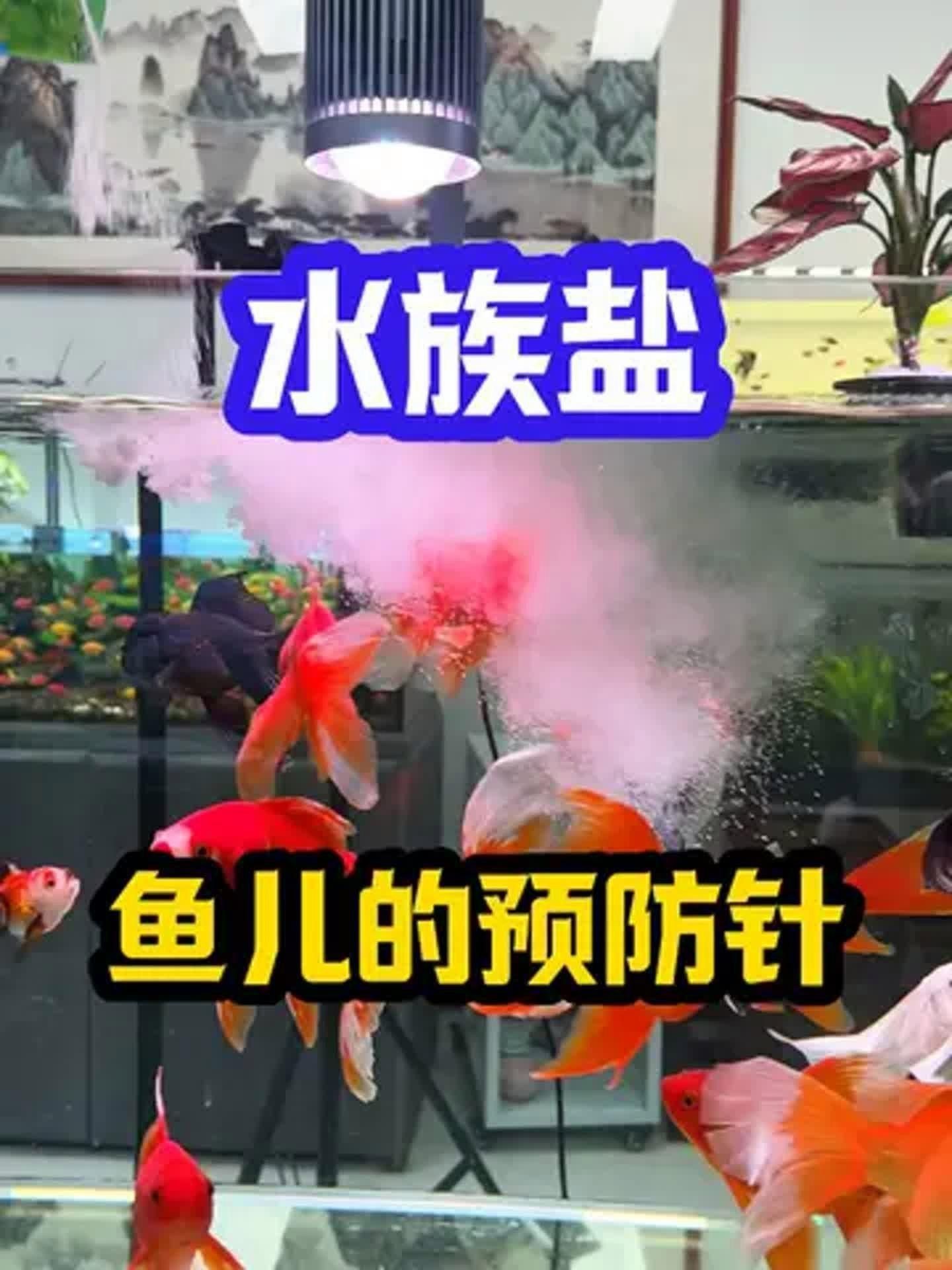 馬印葡萄糖多功能水族專用鹽和一般【馬印葡萄糖多功能水族專用鹽與一般鹽的區別】 馬印葡萄糖多功能水族專用鹽和一般【馬印葡萄糖多功能水族專用鹽與一般鹽的區別】 龍魚百科 第5張
