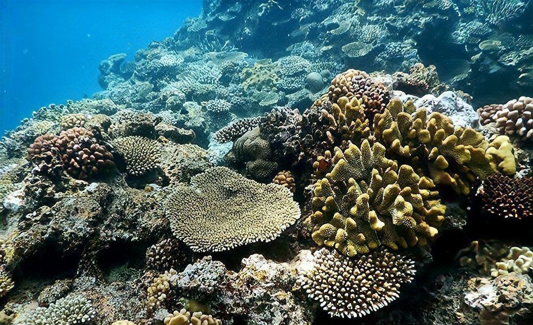 馬印葡萄糖多功能水族專用鹽和一般【馬印葡萄糖多功能水族專用鹽與一般鹽的區別】 馬印葡萄糖多功能水族專用鹽和一般【馬印葡萄糖多功能水族專用鹽與一般鹽的區別】 龍魚百科 第12張