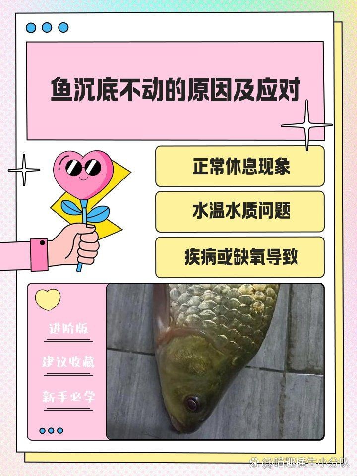 魚沉底了,只有嘴巴在動【“魚沉底了，只有嘴巴在動”這一現(xiàn)象展開，魚兒沉底原因與對策】 魚沉底了,只有嘴巴在動【“魚沉底了，只有嘴巴在動”這一現(xiàn)象展開，魚兒沉底原因與對策】 龍魚百科 第7張
