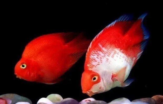 魚沉底了,只有嘴巴在動【“魚沉底了，只有嘴巴在動”這一現(xiàn)象展開，魚兒沉底原因與對策】 魚沉底了,只有嘴巴在動【“魚沉底了，只有嘴巴在動”這一現(xiàn)象展開，魚兒沉底原因與對策】 龍魚百科 第9張