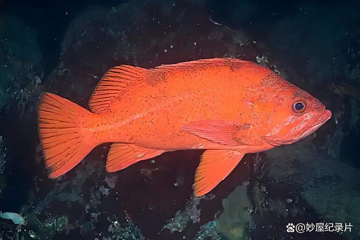 紅色的海魚有哪些【紅色的海魚有哪些品種】