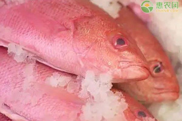 紅色的海魚有哪些【紅色的海魚有哪些品種】