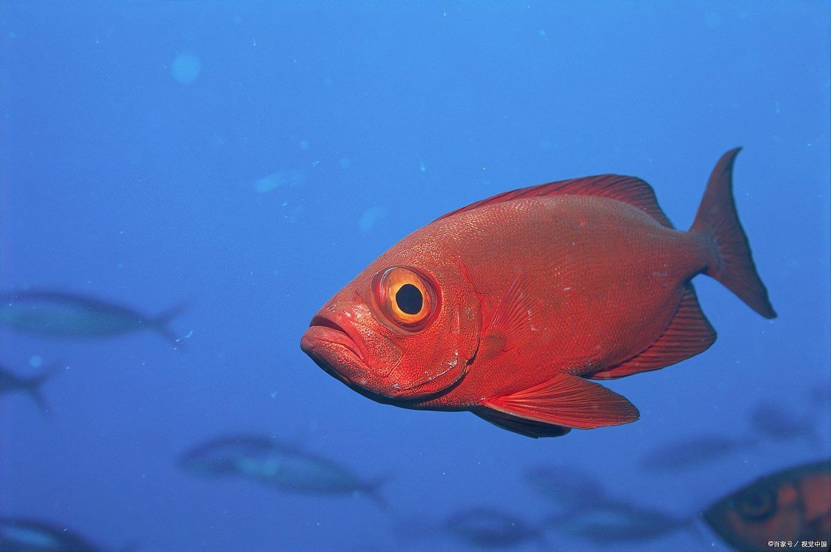 紅色的海魚有哪些【紅色的海魚有哪些品種】