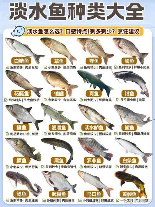 鯉鯽與鯽魚區別圖片【同樣是鯽魚】