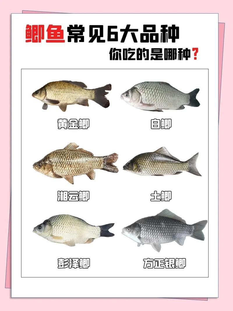 鯉鯽與鯽魚區別圖片【同樣是鯽魚】