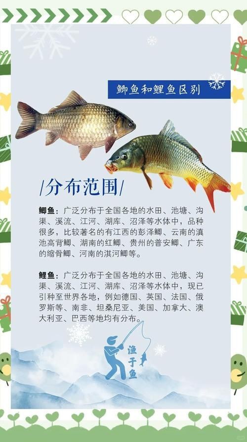鯉鯽與鯽魚區別圖片【同樣是鯽魚】