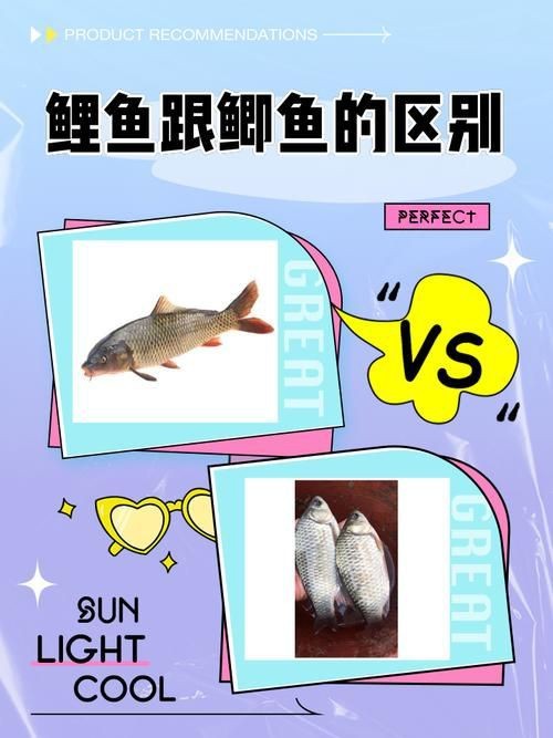 鯉鯽與鯽魚區別圖片【同樣是鯽魚】