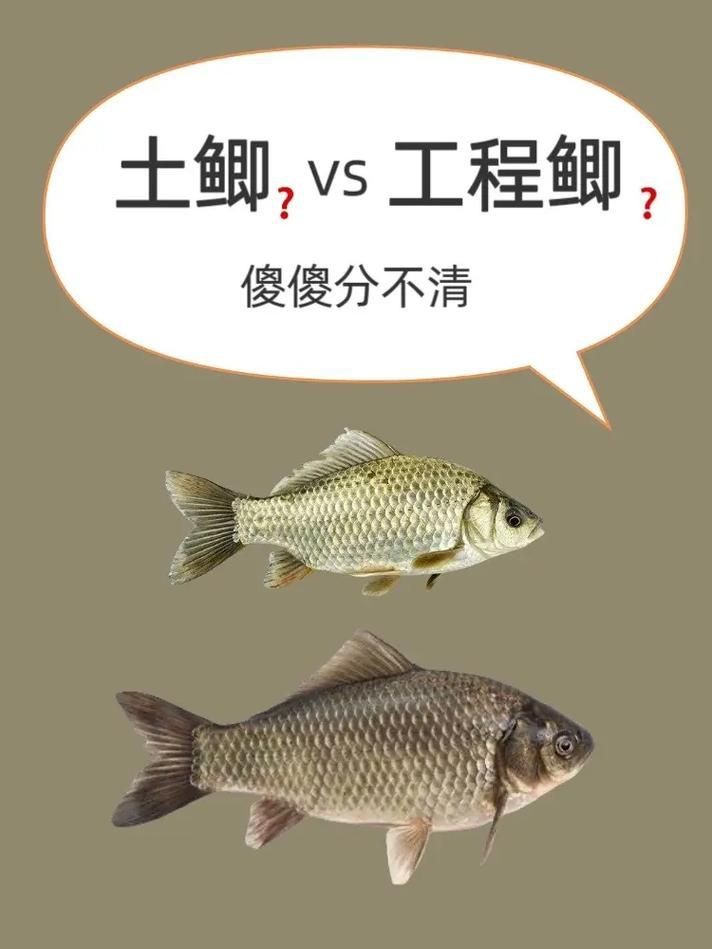 鯉鯽與鯽魚區別圖片【同樣是鯽魚】