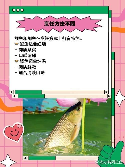 鯉鯽與鯽魚區別圖片【同樣是鯽魚】