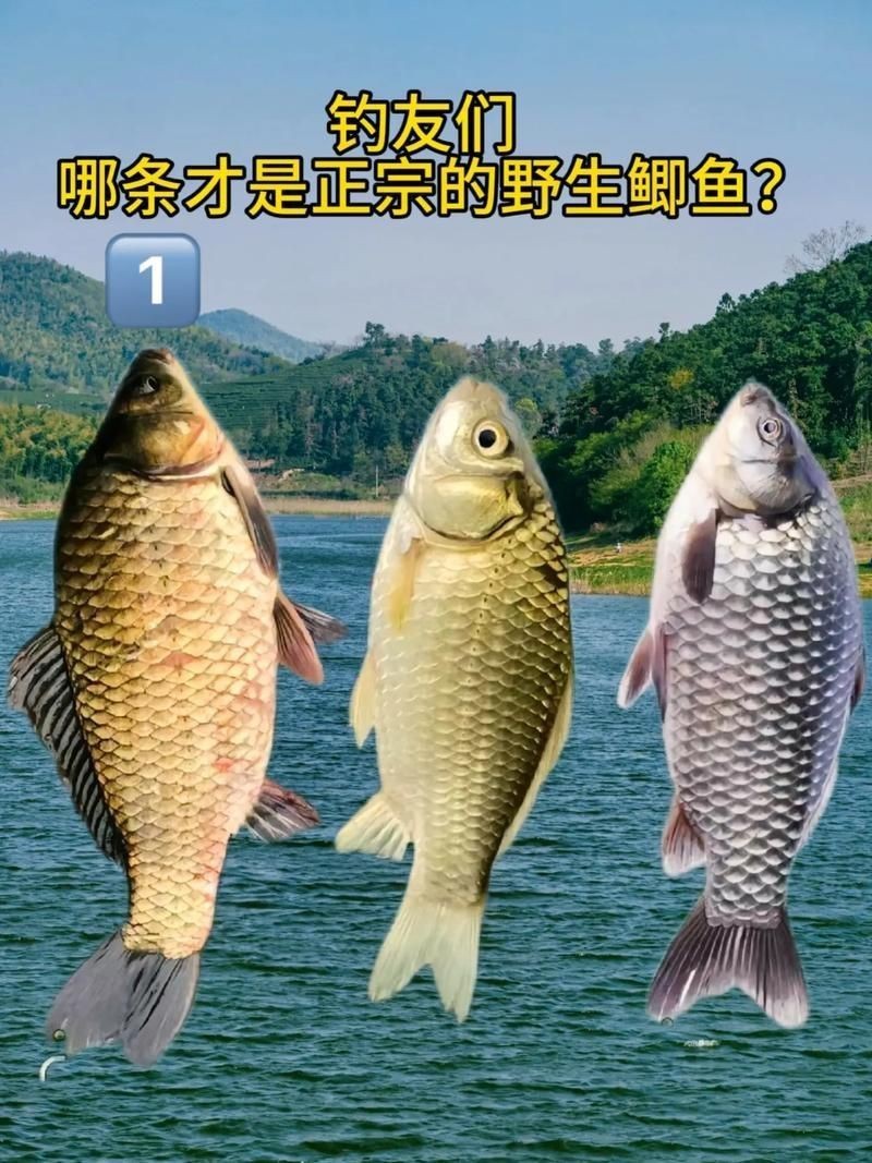 鯉鯽與鯽魚區別圖片【同樣是鯽魚】