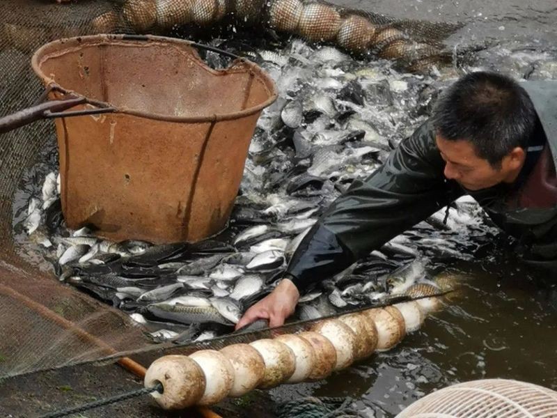 鯉鯽與鯽魚區別圖片【同樣是鯽魚】